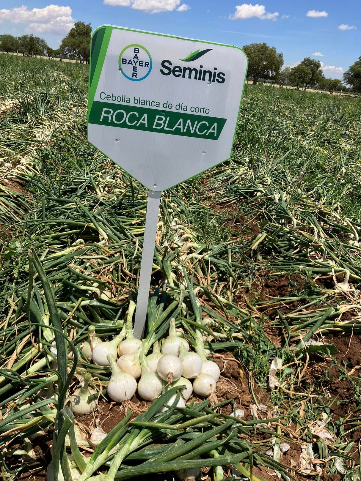 Cebolla Roca Blanca Sobre 100 millares