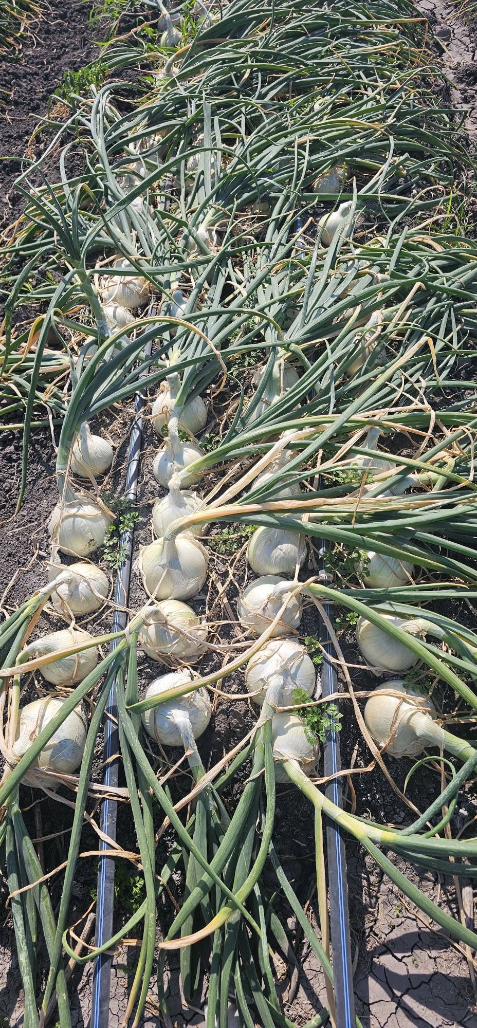 Cebolla Roca Blanca Sobre 100 millares