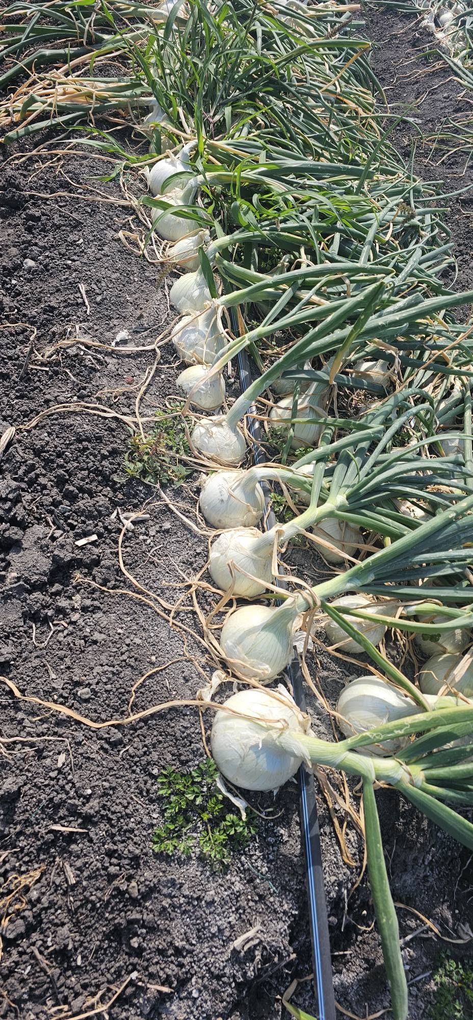 Cebolla Roca Blanca Sobre 100 millares