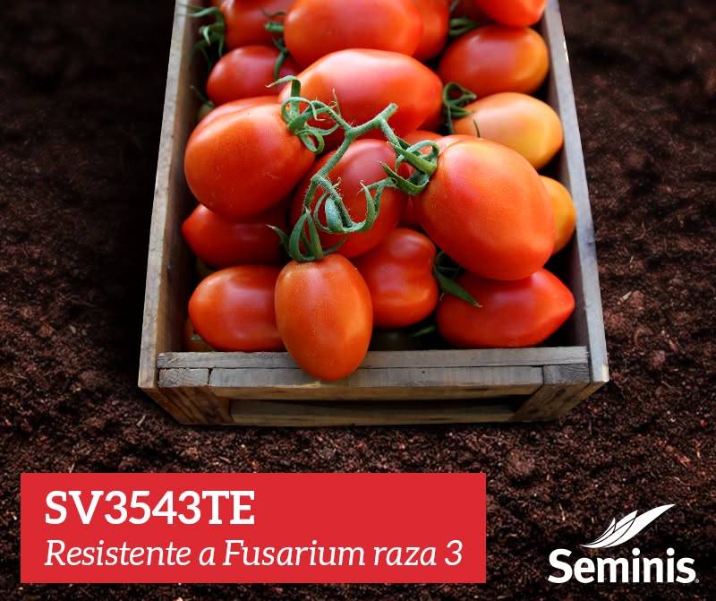 Tomate Saladette Determinado SV3543TE Sobre 5 millares