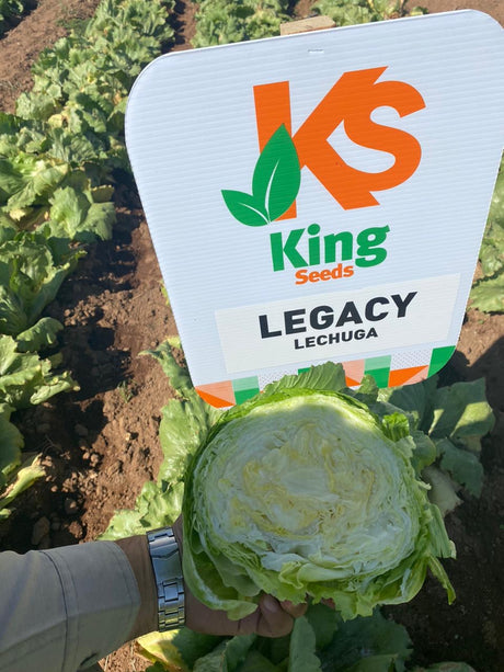 Lechuga Legacy Sobre 25 millares
