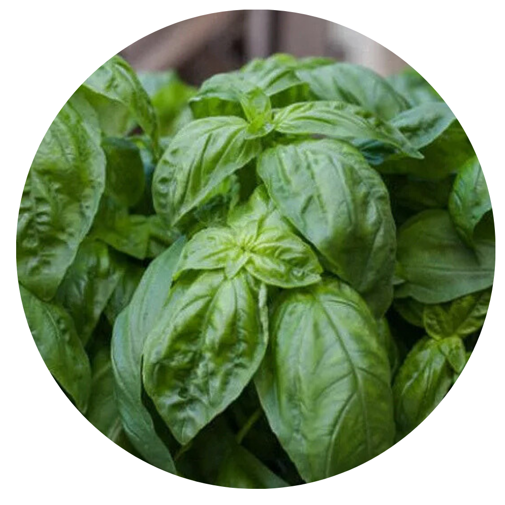 Albahaca
