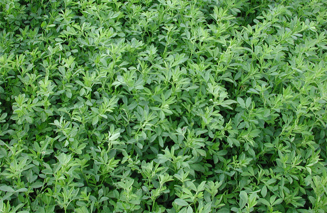 ALFALFA CUF-101 PELET CERTIFICADA S 20KG