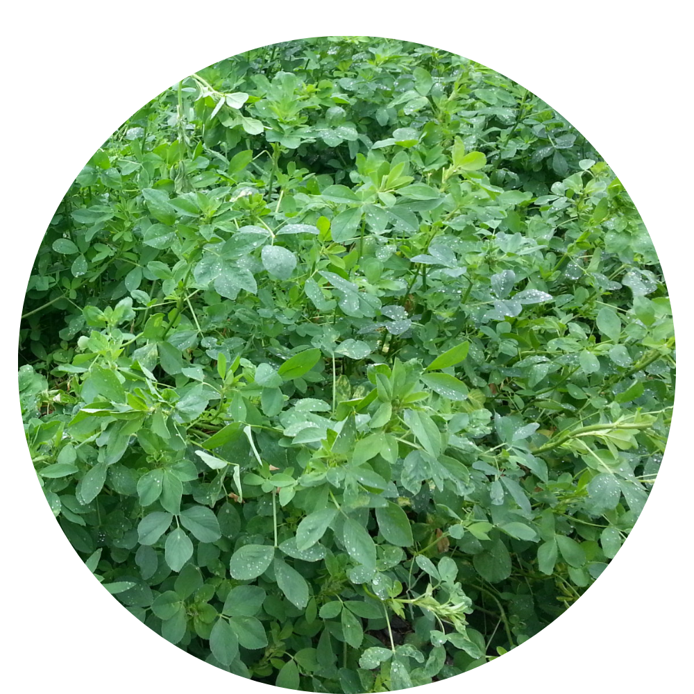 Alfalfa CUF-101 Saco 20 Kg Peletizada