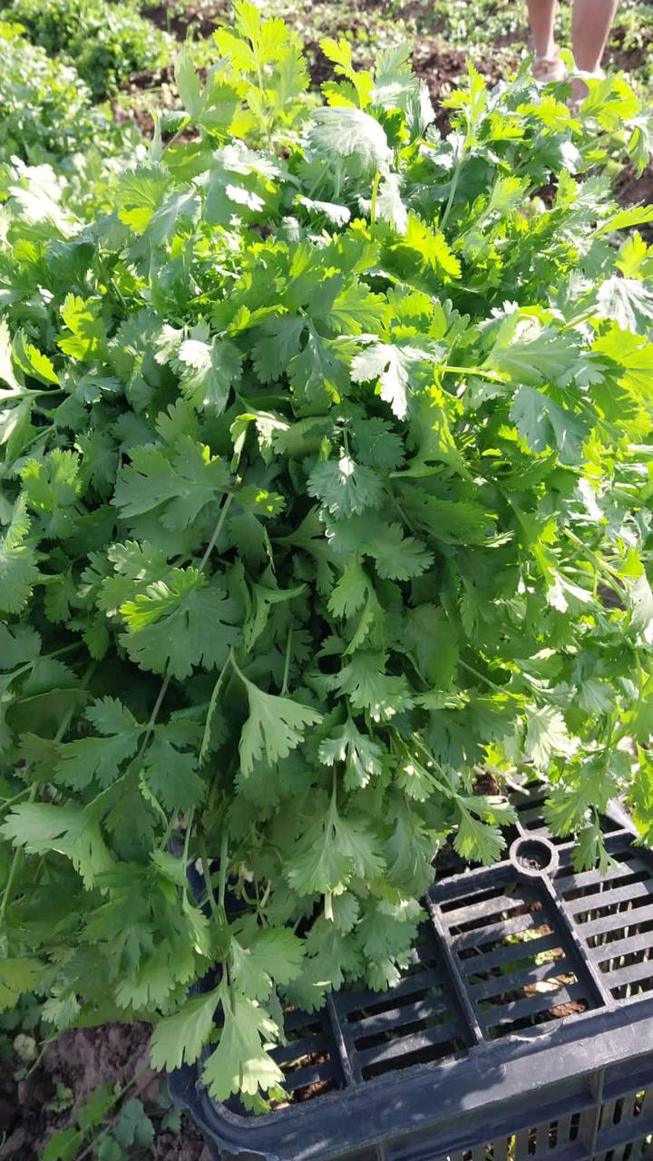 Cilantro Long standing mitades Saco 10 Kg