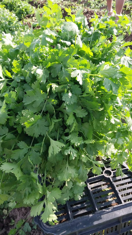 Cilantro Long standing mitades Saco 10 Kg