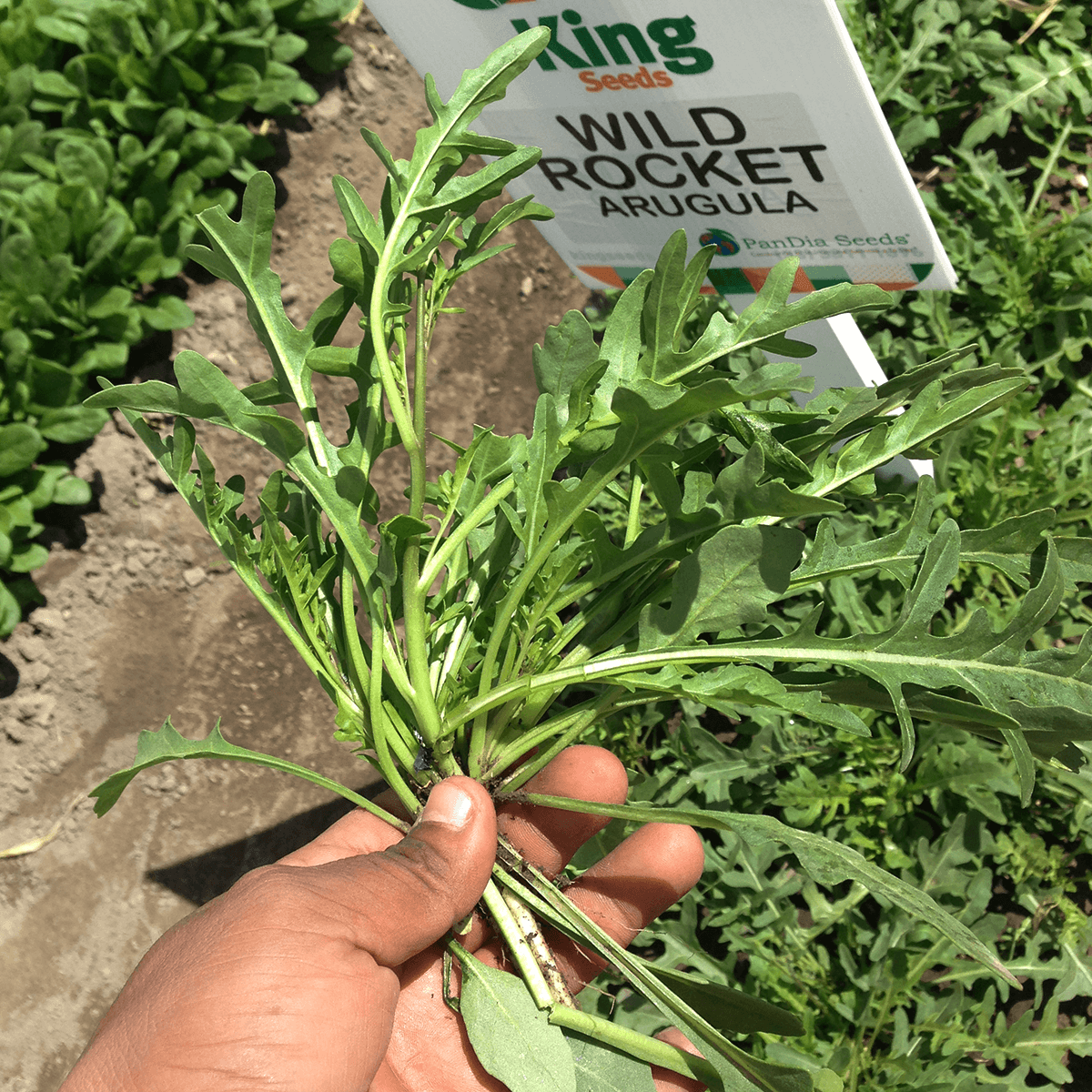Arúgula Wild Rocket  Sobre 1 Libra