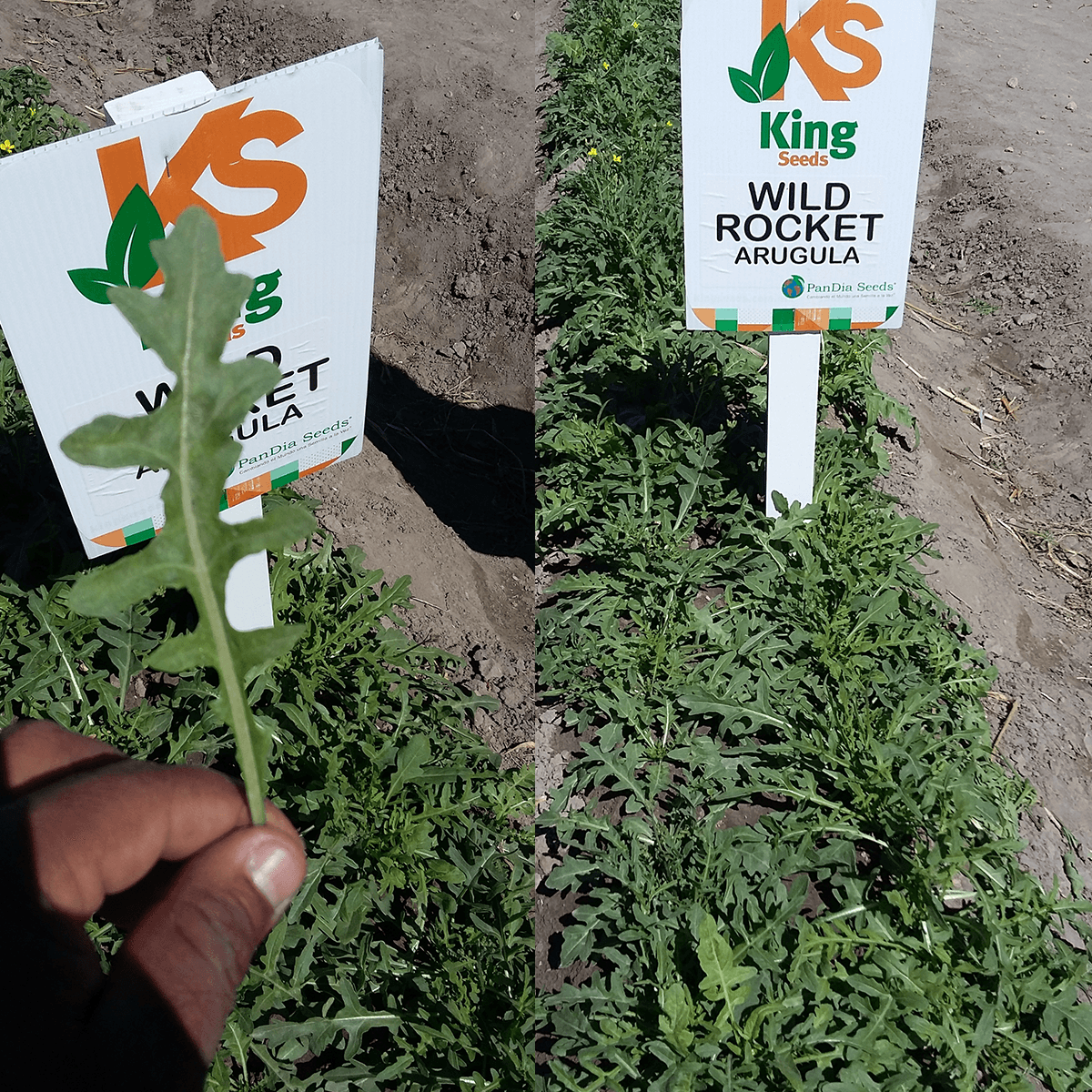 Arúgula Wild Rocket  Sobre 1 Libra