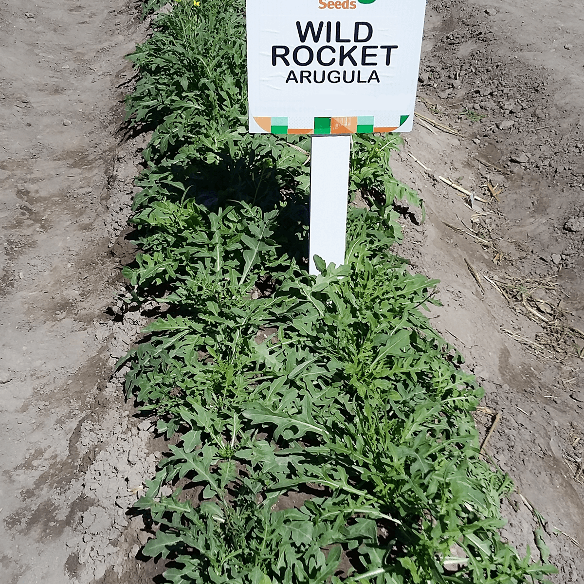 Arúgula Wild Rocket  Sobre 1 Libra