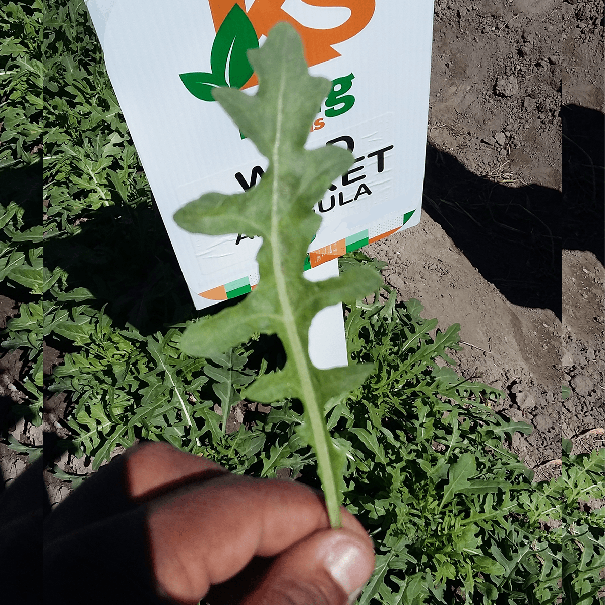 Arúgula Wild Rocket  Sobre 1 Libra
