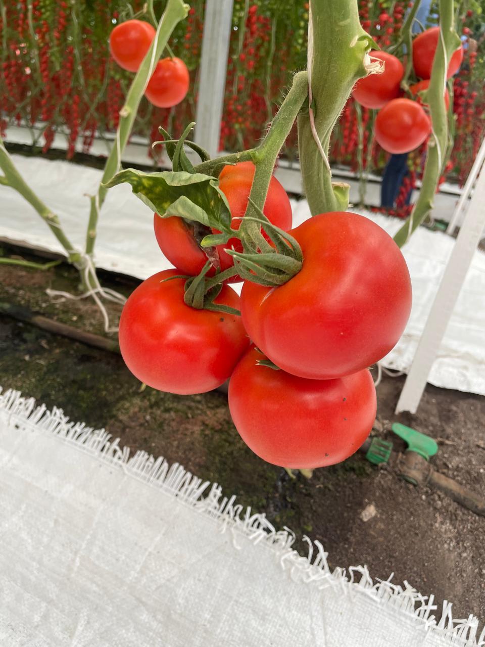 Tomate Barosor Sobre 1 millar