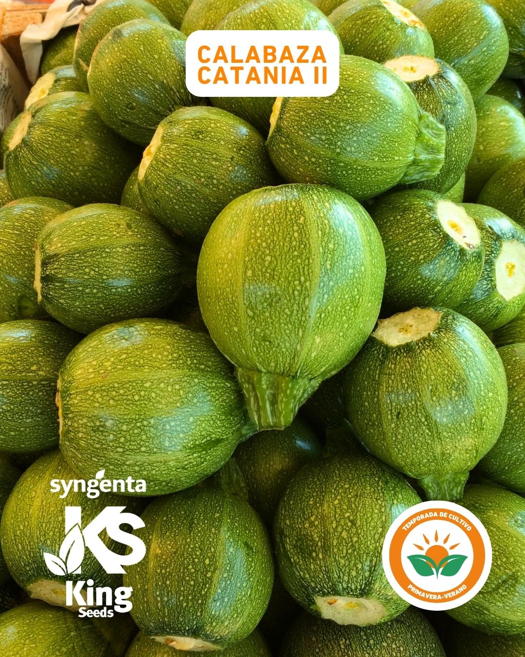 CALABAZA CATANIA II F-1 SOB 3M