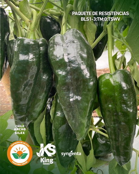 CHILE ANCHO SILEX SOBRE 2M