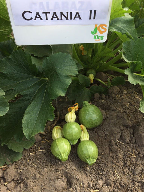 CALABAZA CATANIA II F-1 SOB 3M
