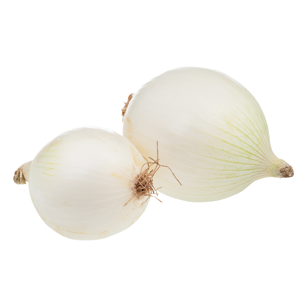 Cebolla Bianca F1 Sobre 100 Millares