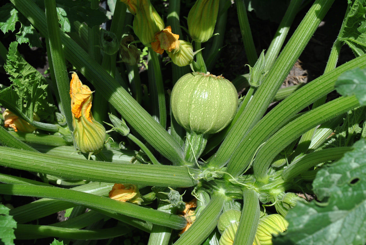 CALABAZA CATANIA II F-1 SOB 3M