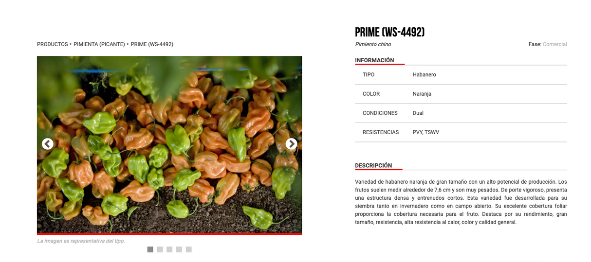 Chile Habanero Naranja Prime 1 Millar