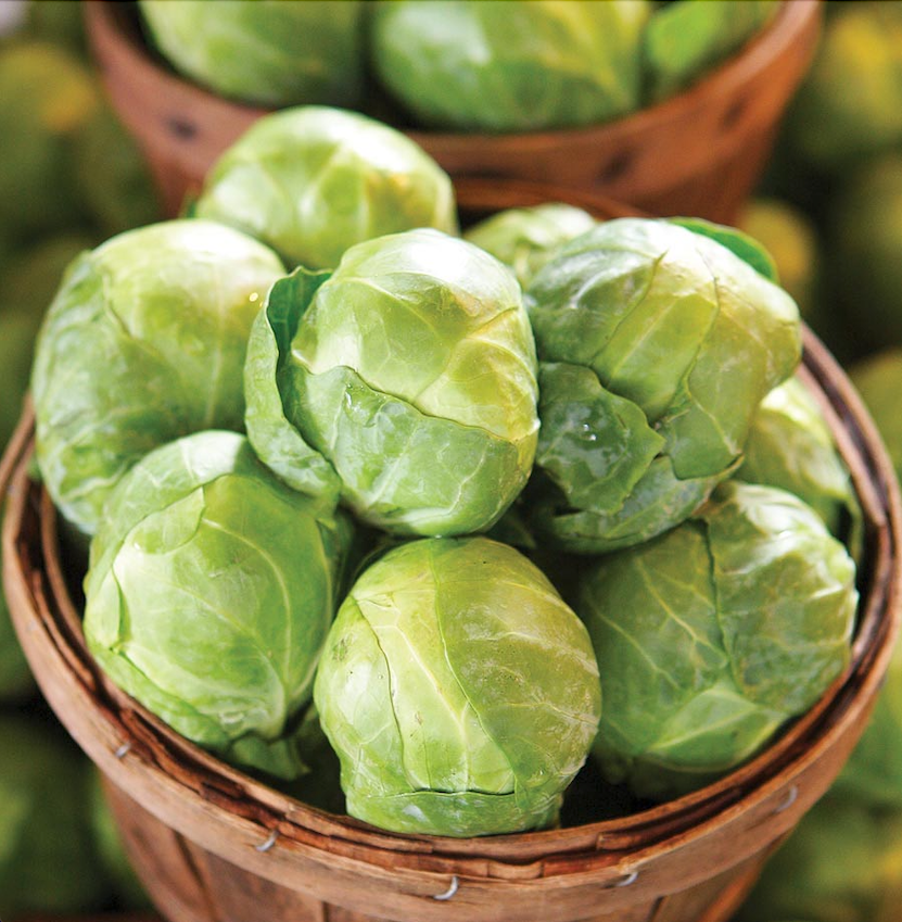 Col de Bruselas Gustus Sobre 100 millares