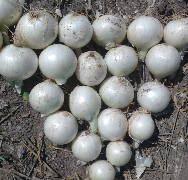 Cebolla Luna Blanca