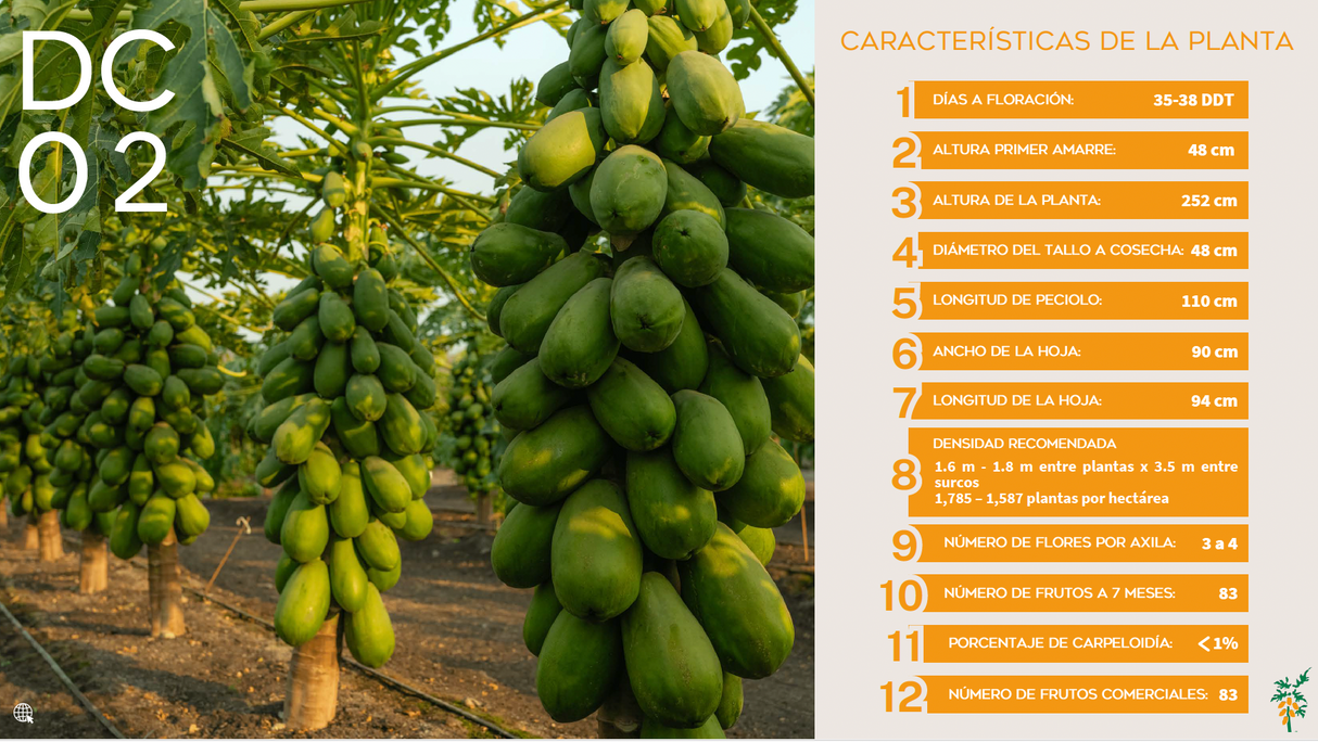 Papaya DC2 Colimosa Sobre 2.5 millares