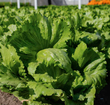 Lechuga Legola Lata 20 millares
