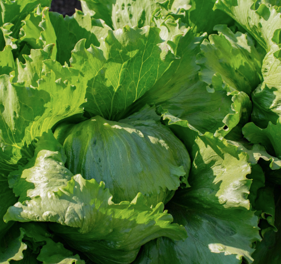 Lechuga Legola Lata 20 millares