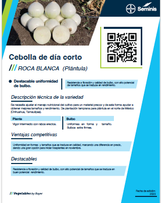 Cebolla Roca Blanca Sobre 100 millares