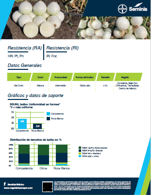 Cebolla Roca Blanca Sobre 100 millares