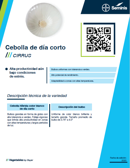 Cebolla Cirrus Sobre 100 millares