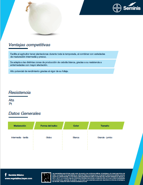 Cebolla Stratus Sobre 100 millares