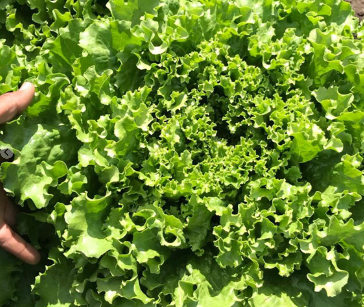 Lechuga Pompeya 5 Millares