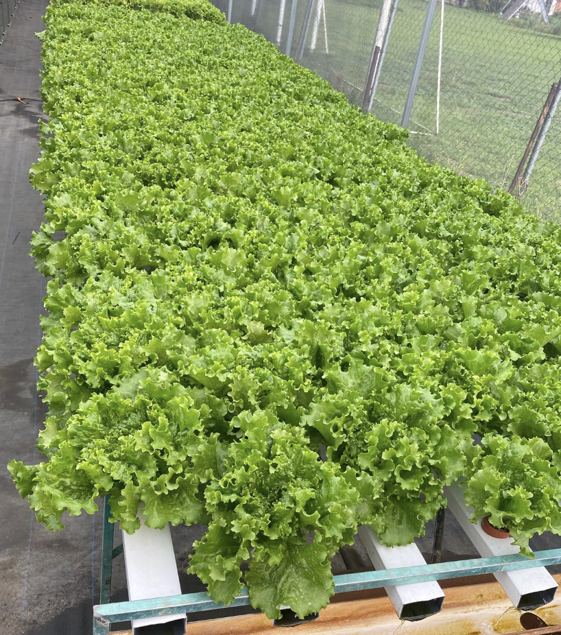 Lechuga Pompeya 5 Millares