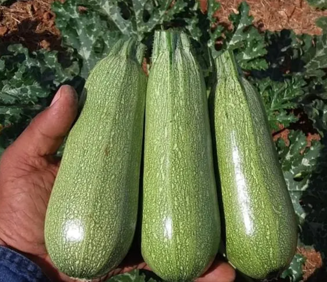 Calabaza Luciana Sobre 3 millares