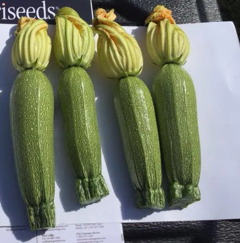Calabaza Luciana Sobre 3 millares