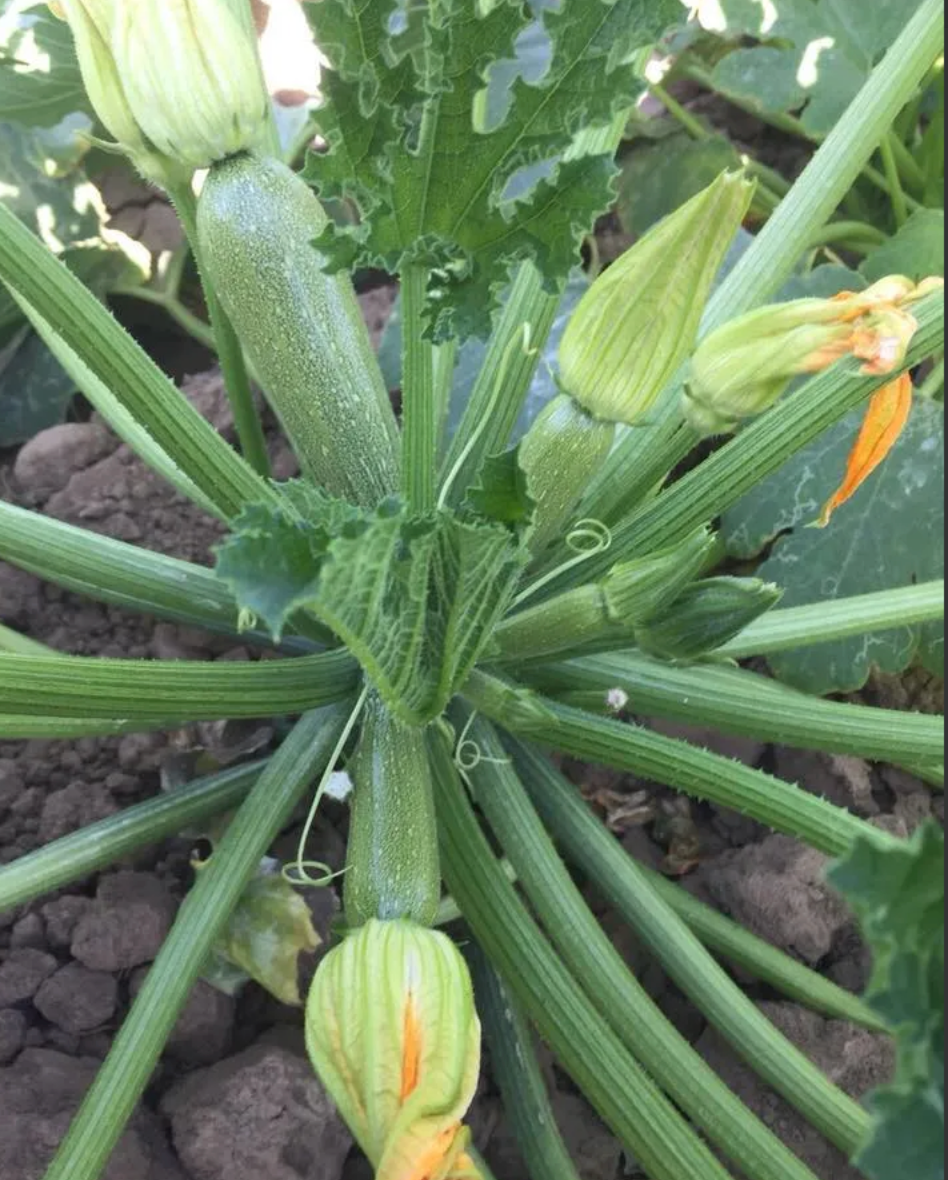 Calabaza Luciana Sobre 3 millares