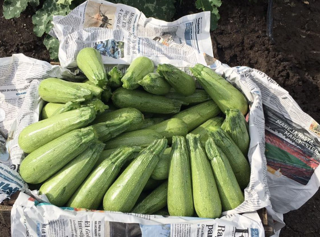 Calabaza Luciana Sobre 3 millares