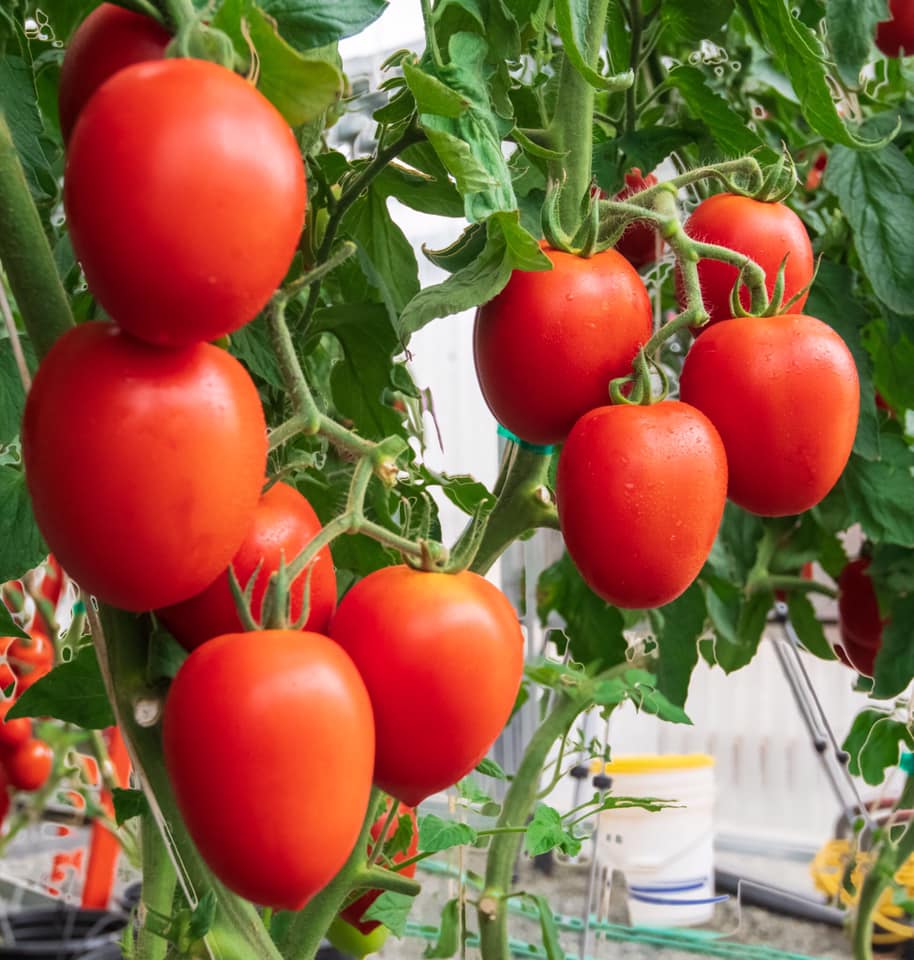 Tomate Chantico Sobre 1 millar