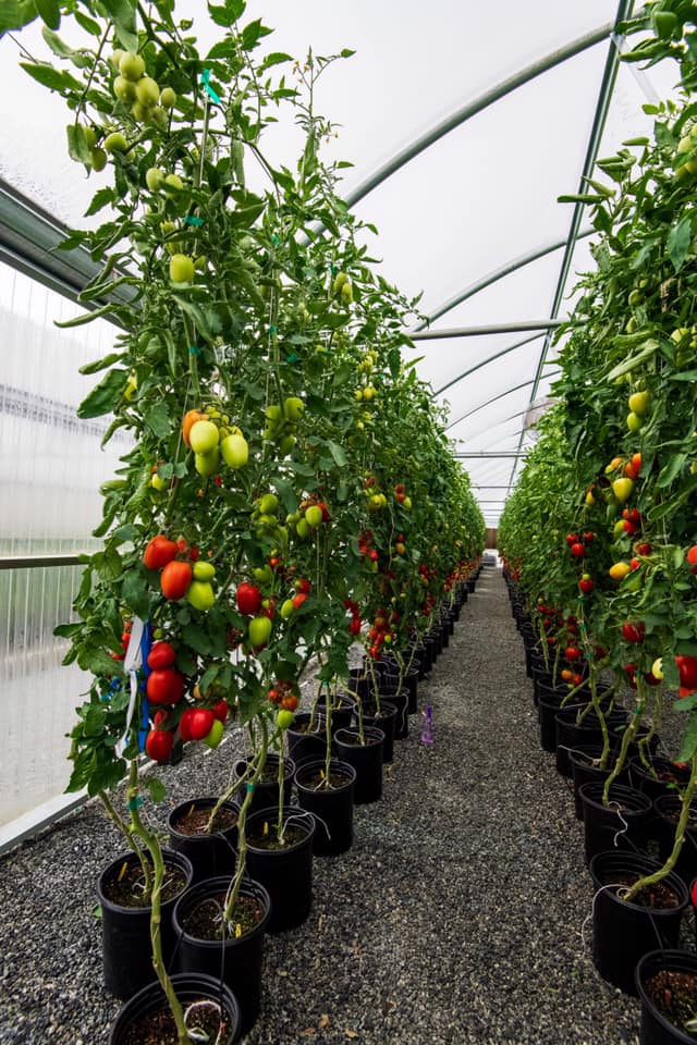 Tomate Chantico Sobre 1 millar