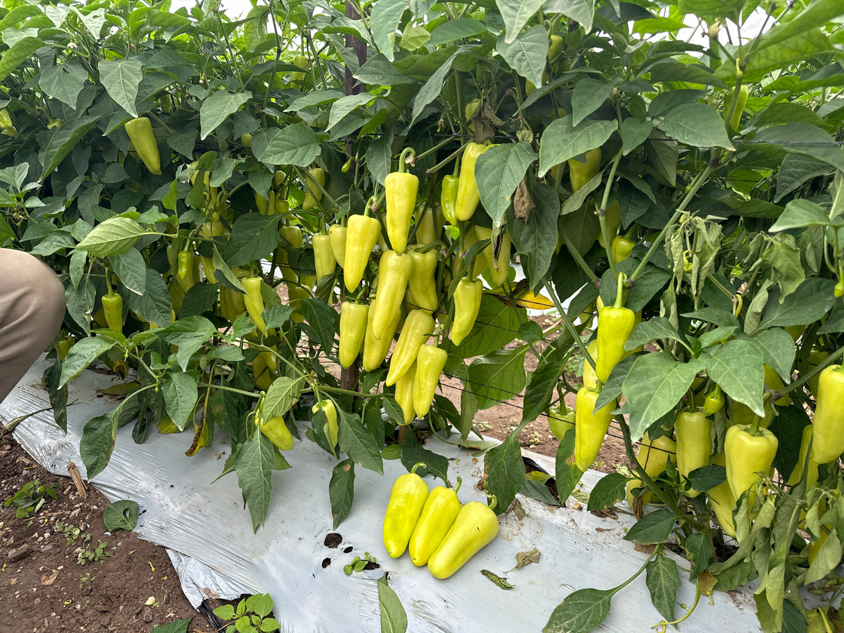 Chile Caloro Santa Fe WS-4793 Sobre 5 millares