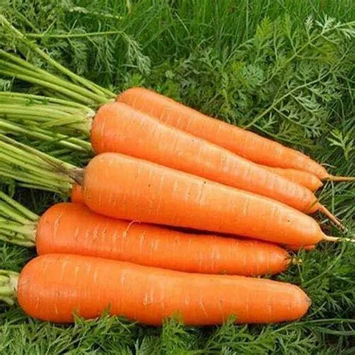 Zanahoria Nantes Mexican Strain Saco 50LB