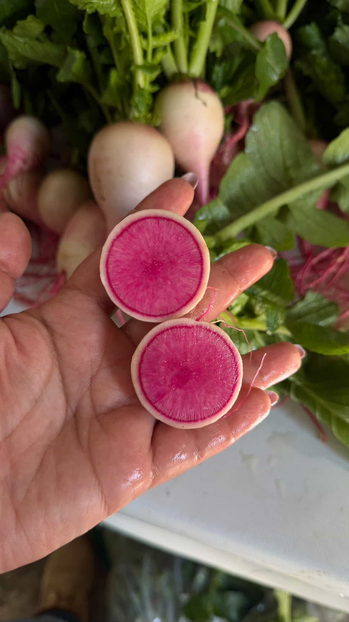 Rábano Sandía Red Meat Sobre 1 Lb