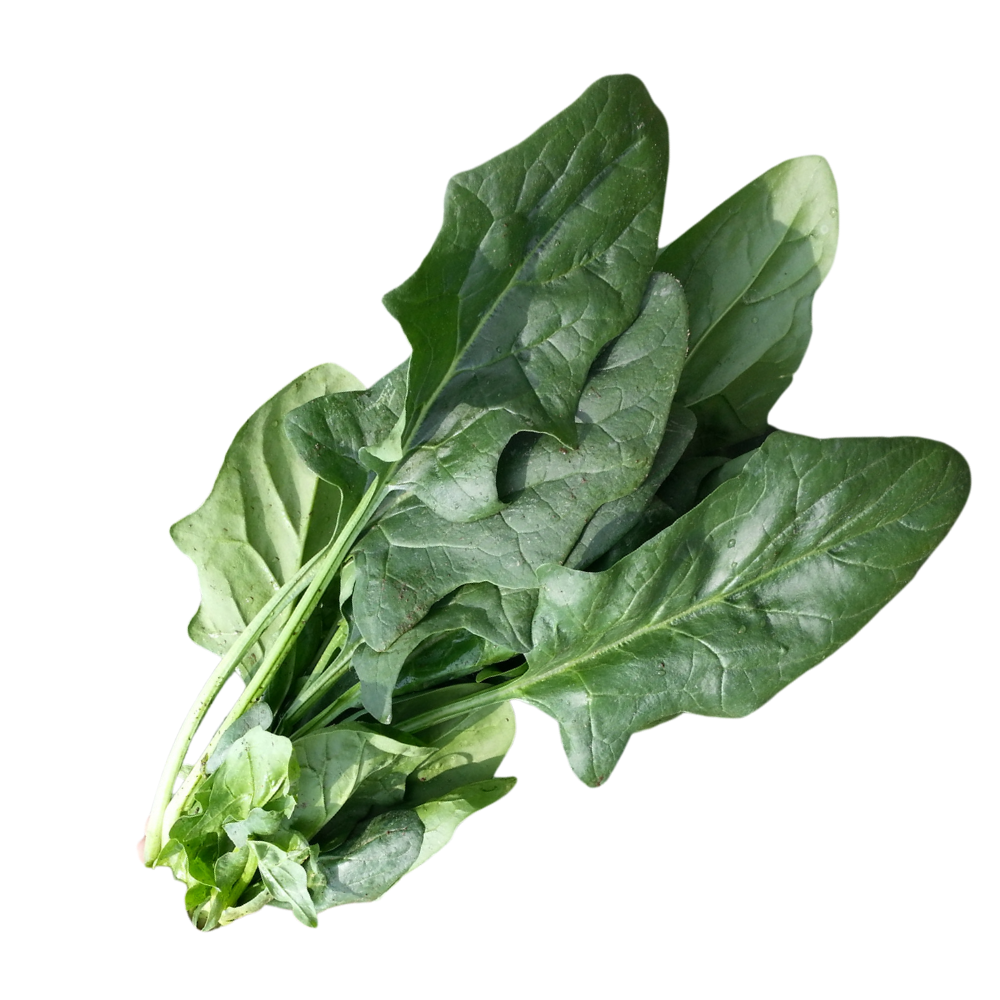 Espinaca
