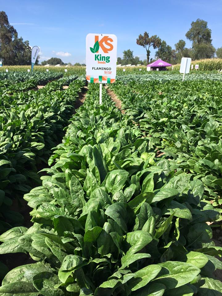 ESPINACA FLAMINGO F-1 SOB 25M