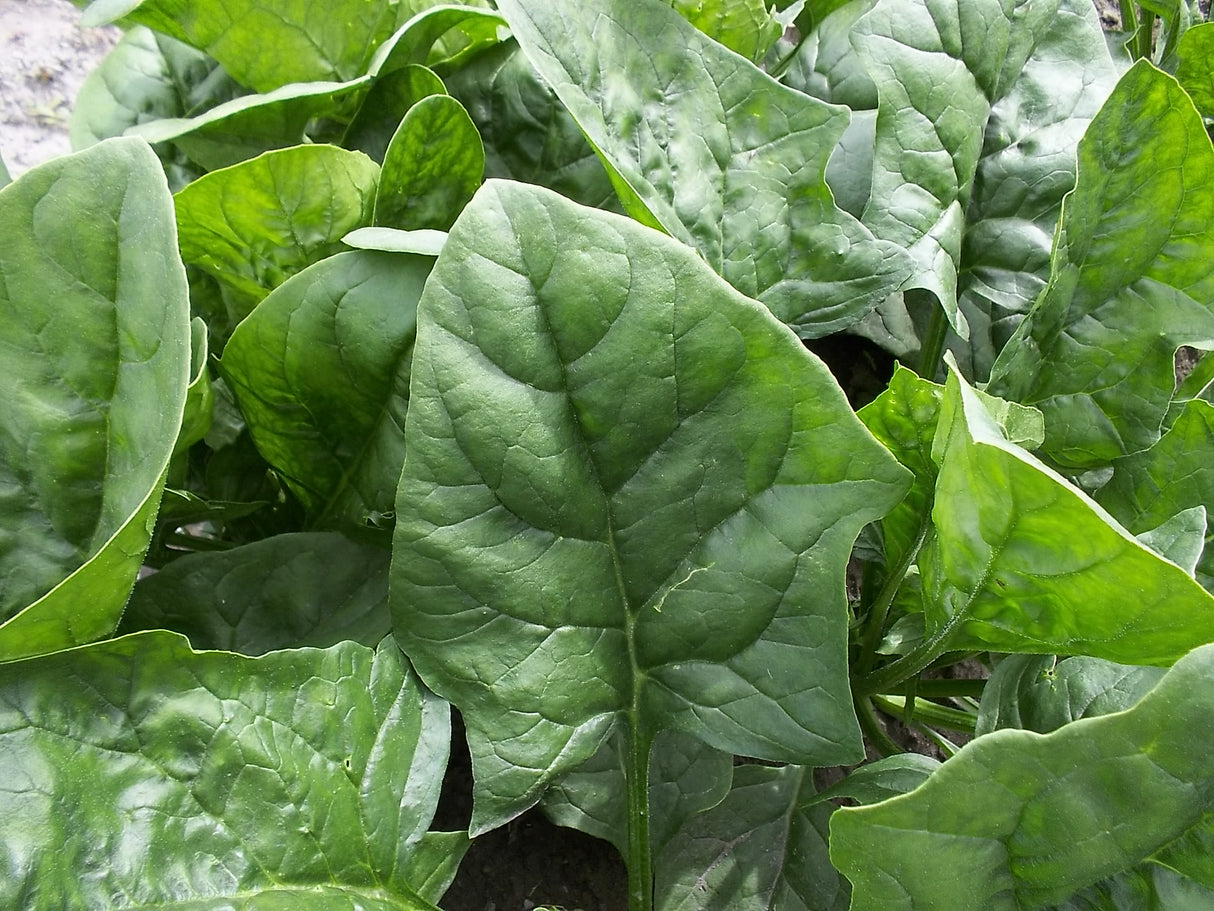 ESPINACA FLAMINGO F-1 SOB 25M