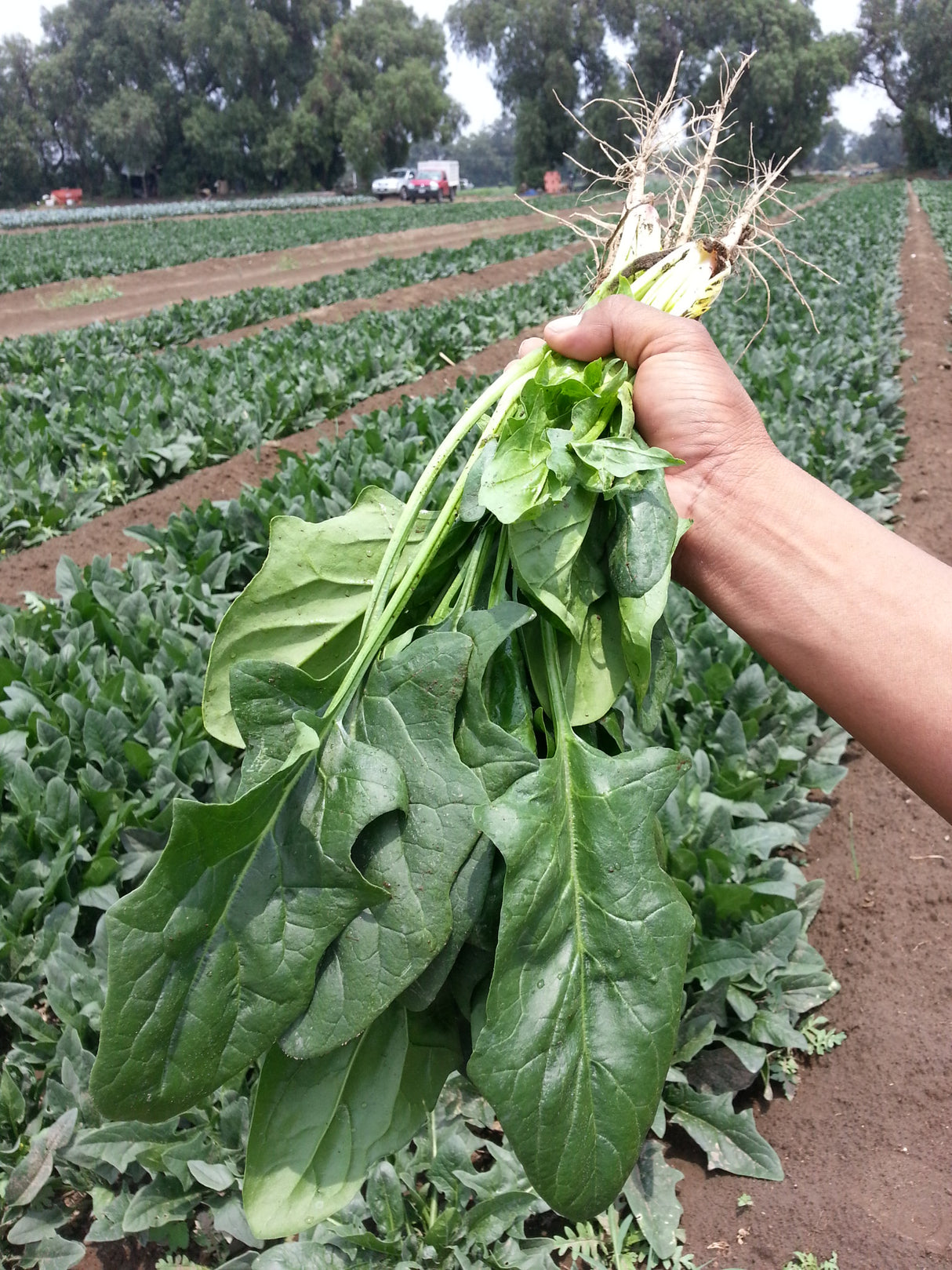 ESPINACA FLAMINGO F-1 SOB 25M