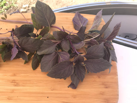 Albahaca Dark Opal (morada) Sobre 1 libra