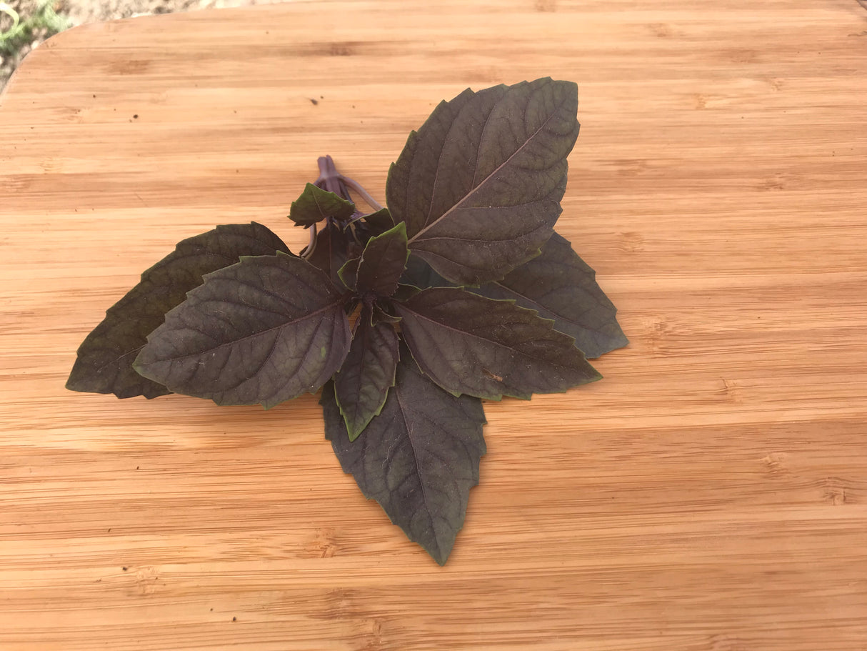 Albahaca Dark Opal (morada) Sobre 1 libra