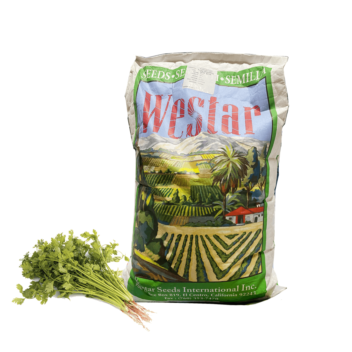 Cilantro Long standing mitades Saco 10 Kg