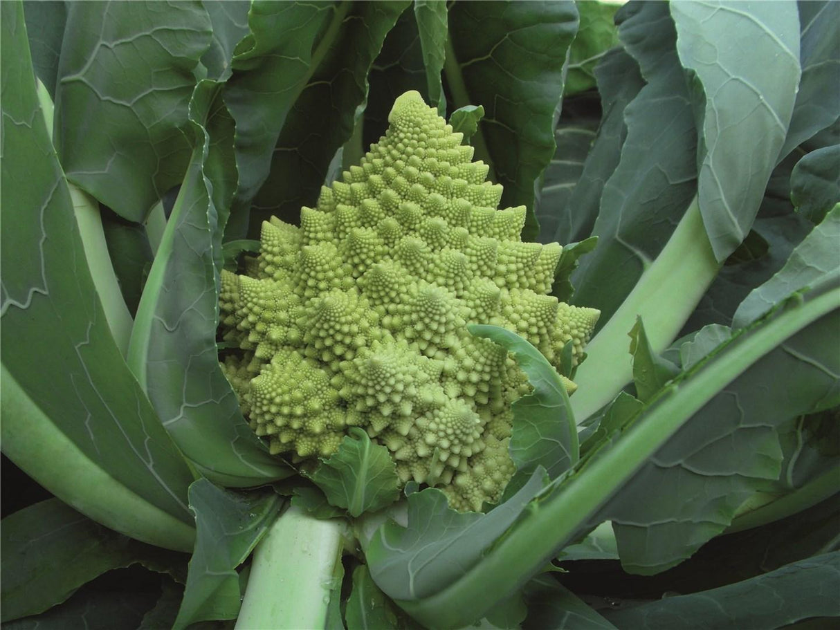 Coliflor Romanesco Veronica Sobre 2,500 semillas