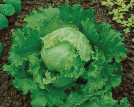 Lechuga Grandes Lagos Sobre 1 Lb